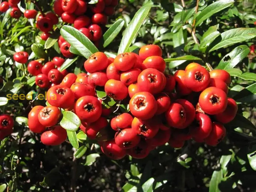 Red Pyracantha Fortuneana Seeds For Planting  Vibrant Berries Easy-Growing Shrub Flower