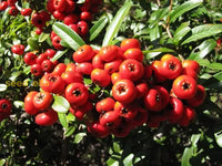 Red Pyracantha Fortuneana Seeds For Planting  Vibrant Berries Easy-Growing Shrub Flower