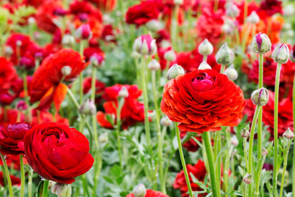 Red Ranunculus Flower seeds for Planting Perfect for Borders Heirloom & GMO Free Seeds for Home Garden