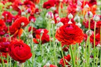 Red Ranunculus Flower seeds for Planting Perfect for Borders Heirloom & GMO Free Seeds for Home Garden