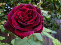 Deep Red Rose Flower seeds for Planting Low Maintenance Heirloom & GMO Free Seeds for Home Garden