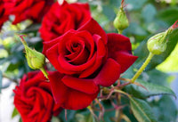 Rose Tree Flower Flower seeds for Planting - Shade Tolerant, Heirloom & GMO Free Seeds for Home Garden