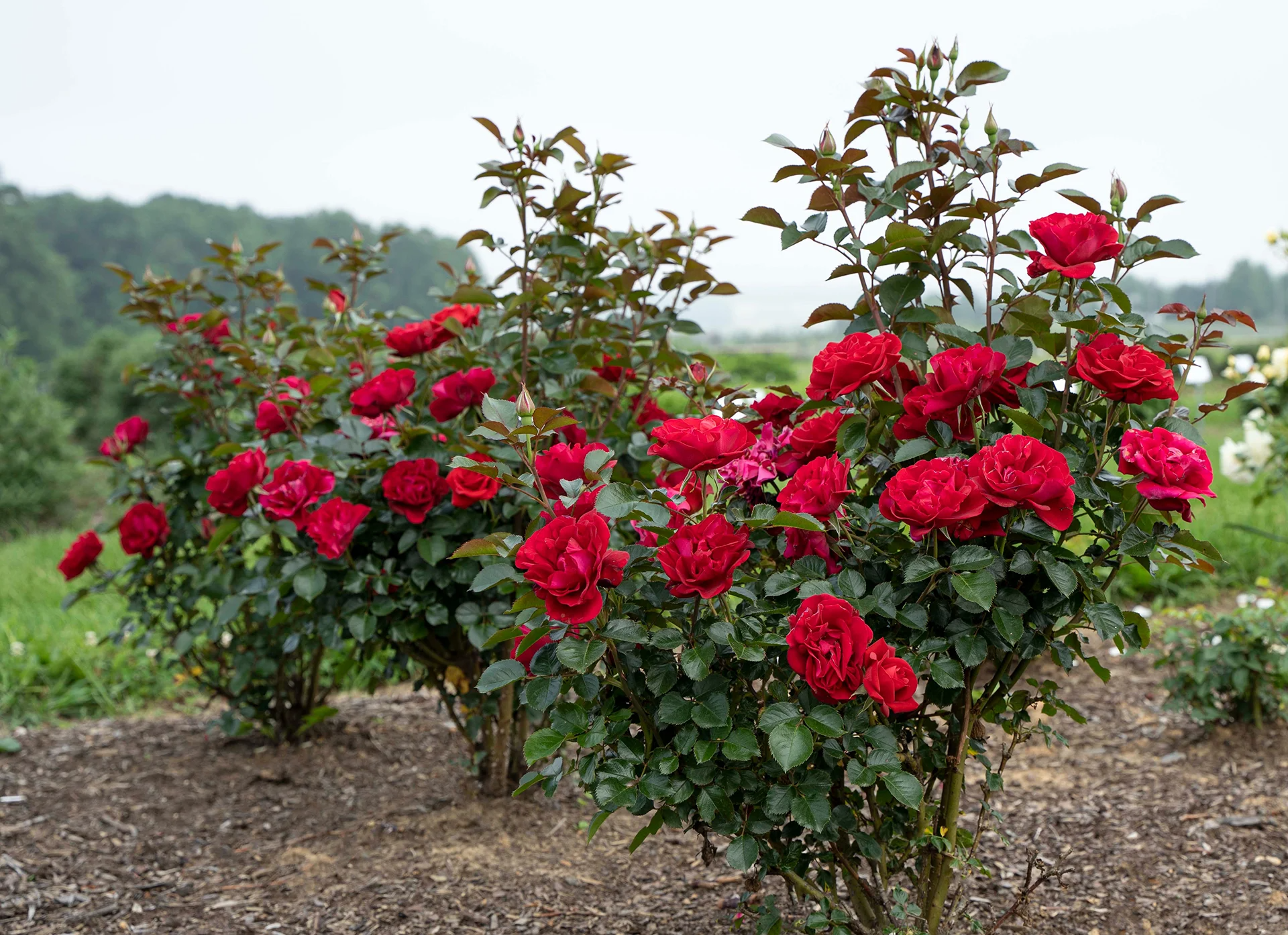 Red Rugrose Rose Flower Planting Seeds