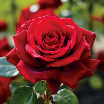 Red Rose Seeds for Planting and Gardening