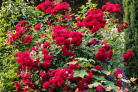 Rose Tree Flower Flower seeds for Planting - Shade Tolerant, Heirloom & GMO Free Seeds for Home Garden