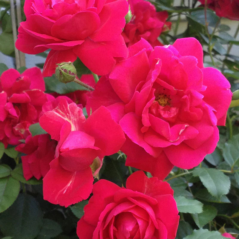 Red Thornless Rose Seeds for Planting  Beautiful Blooms Without Thorns