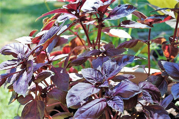 Red Rubin Basil plant with deep purple leaves and white & lavender flowers