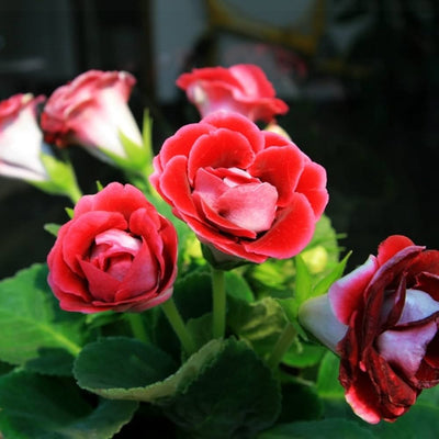 100 Pcs