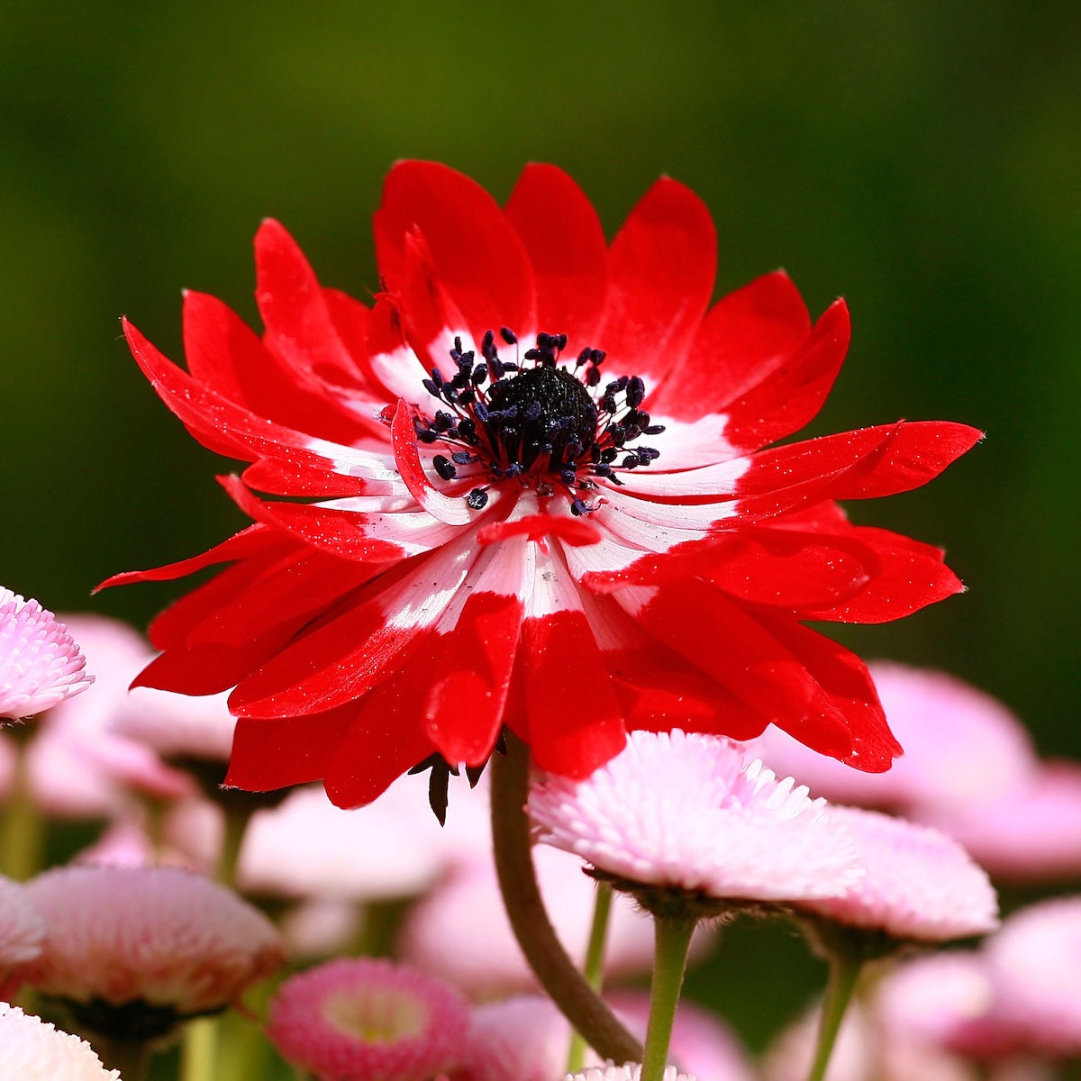 Red Anemone Flower seeds for Planting - Bright Blooms, Heirloom & GMO Free Seeds for Home Garden