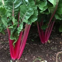 Red Swiss Ruby seeds for planting in home gardens