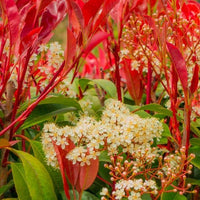 Red Tip Photinia Flower seeds for Planting - Bright Blooms, Heirloom & GMO Free Seeds for Home Garden