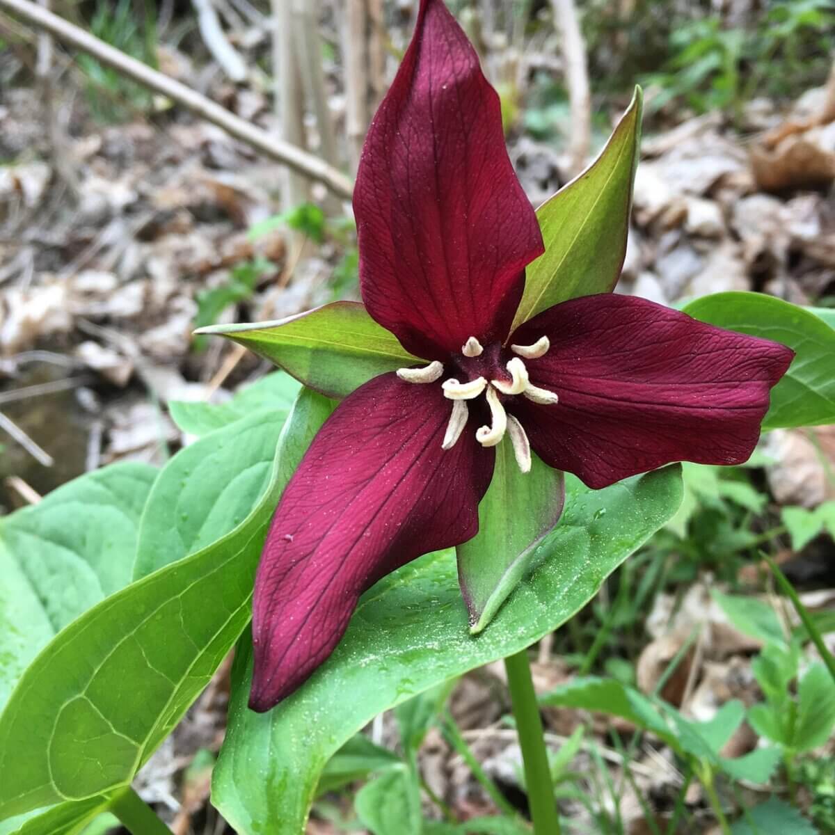 Green Trillium Flower seeds for Planting - Low Maintenance, Heirloom & GMO Free Seeds for Home Garden