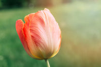 Peach Tulip Flower Seeds Compact Growth Heirloom & GMO Free Seeds for Home Garden
 
 Sale