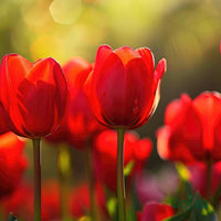 Deep Red Tulip Flower seeds for Planting Long Bloom Season Heirloom & GMO Free Seeds for Home Garden 
 
 Sale