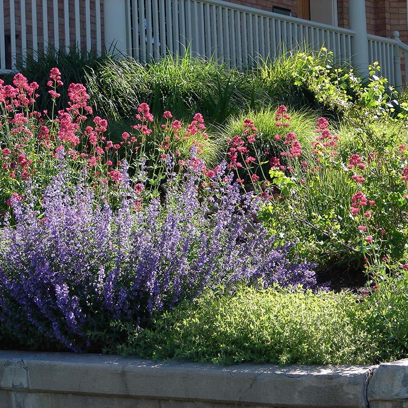 Mixed Jupiter's Beard Flower seeds for Planting - Drought Tolerant, Heirloom & GMO Free Seeds for Home Garden