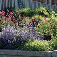 Mixed Jupiter's Beard Flower seeds for Planting - Drought Tolerant, Heirloom & GMO Free Seeds for Home Garden
