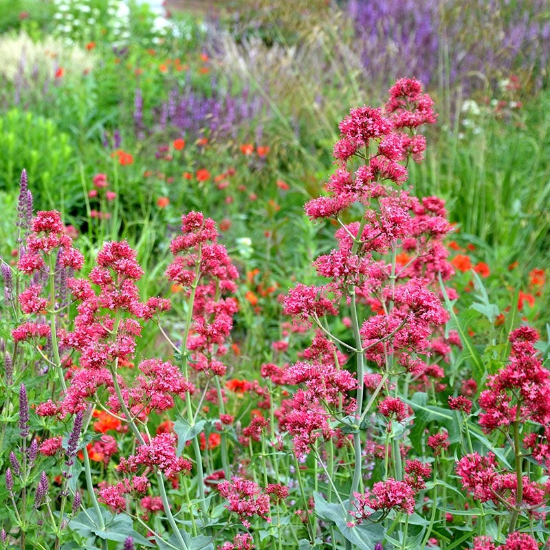 Mixed Jupiter's Flower seeds for Planting - Drought Tolerant, Heirloom & GMO Free Seeds for Home Garden