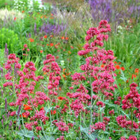 Mixed Jupiter's Flower seeds for Planting - Drought Tolerant, Heirloom & GMO Free Seeds for Home Garden