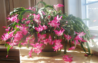 Red Winter Flowering Cactus Seeds for Indoor Growing