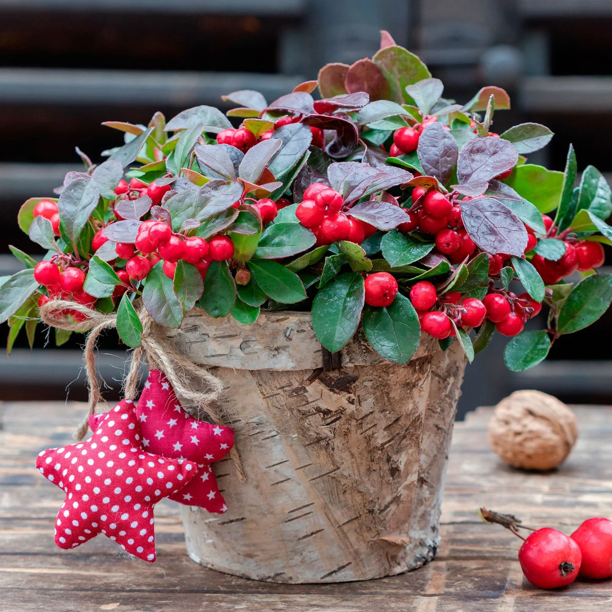 Red wintergreen berries on evergreen plant