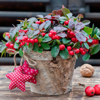 Red wintergreen berries on evergreen plant