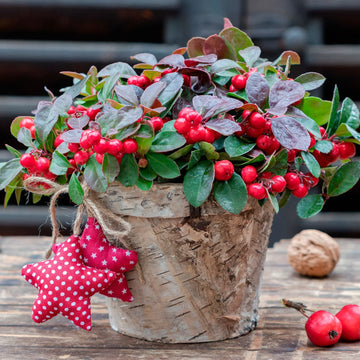 Red wintergreen berries on evergreen plant