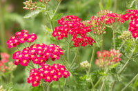 Achillea Red Seeds for Planting home garden flower bed