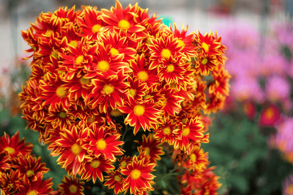 Yellow Red Chrysanthemum Flower seeds for Planting - Seasonal Bloomer, Heirloom & GMO Free Seeds for Home Garden