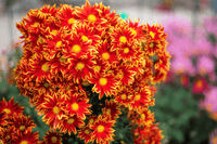 Yellow Red Chrysanthemum Flower seeds for Planting - Seasonal Bloomer, Heirloom & GMO Free Seeds for Home Garden