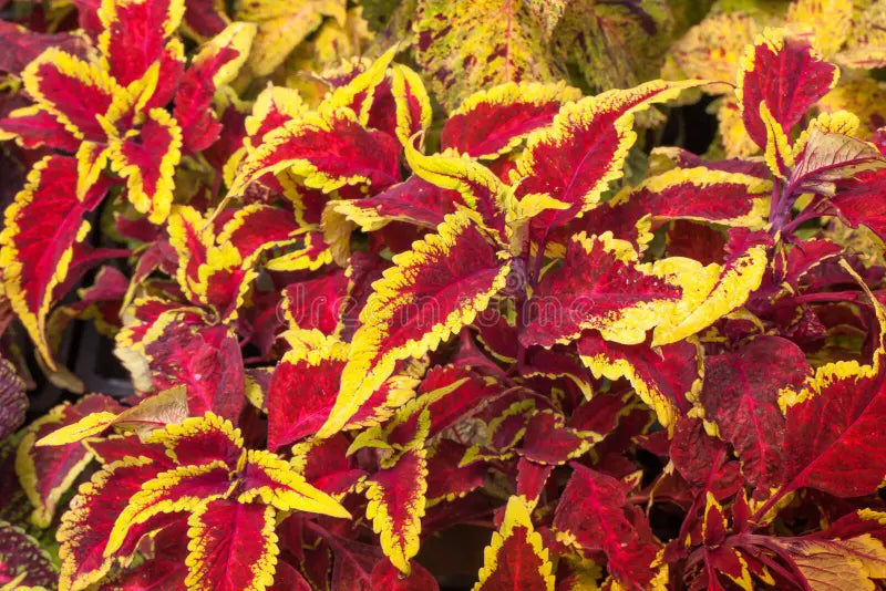 Light Yellow & Pink Coleus Flower seeds for Planting - Cut Flower Favorite, Heirloom & GMO Free Seeds for Home Garden