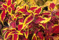 Light Yellow & Pink Coleus Flower seeds for Planting - Cut Flower Favorite, Heirloom & GMO Free Seeds for Home Garden