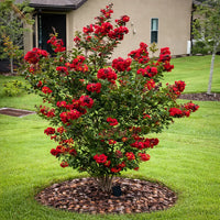 Crepe Myrtle Flower seeds for Planting Seasonal Bloomer Heirloom & GMO Free Seeds for Home Garden