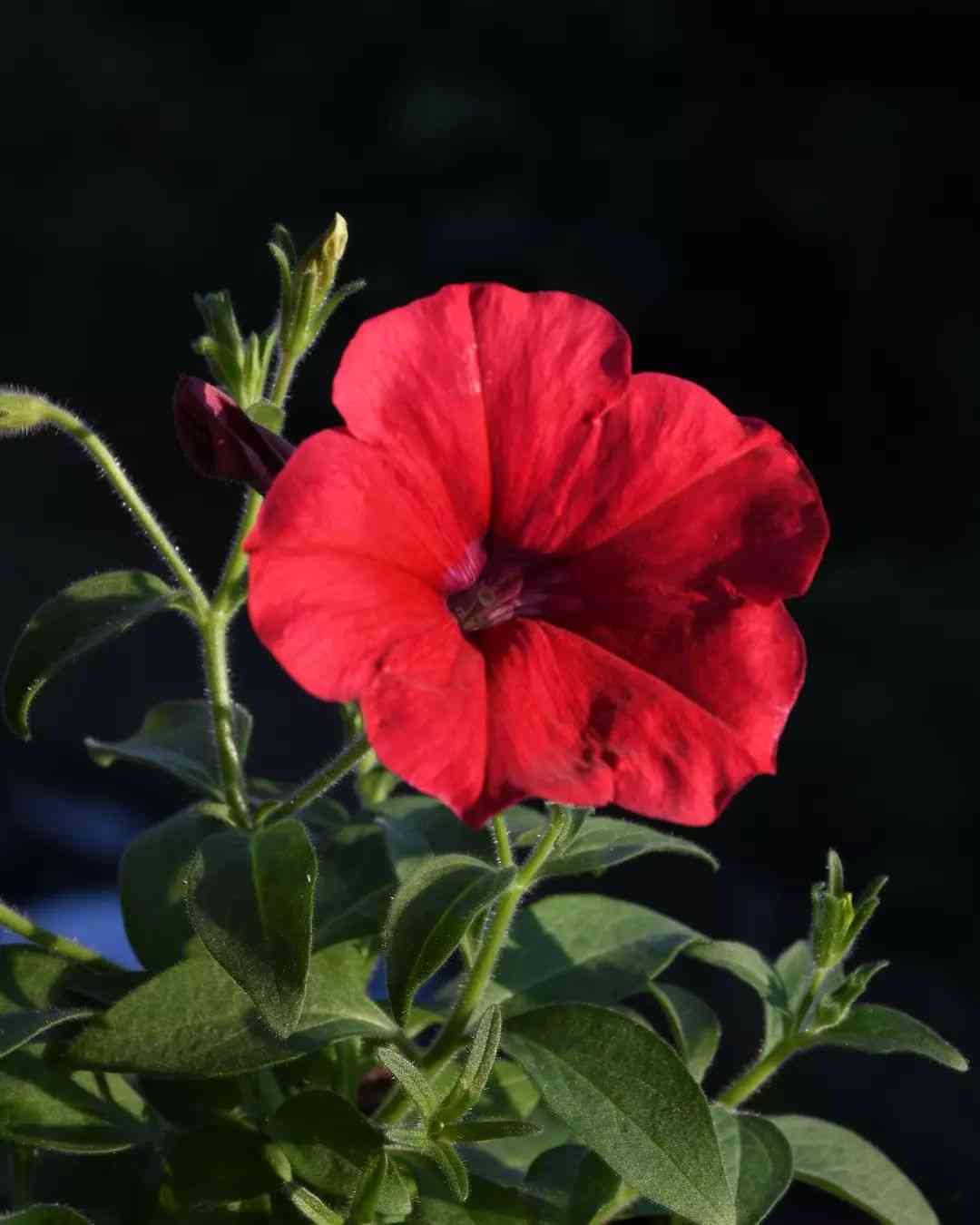 Red Velour Flower seeds for Planting - Colorful Display, Heirloom & GMO Free Seeds for Home Garden