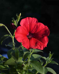 Red Velour Flower seeds for Planting - Colorful Display, Heirloom & GMO Free Seeds for Home Garden