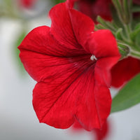 Red Petunia Petals Flower Planting Seeds for Lush and Colorful Gardens