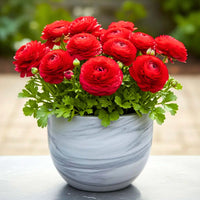 Red Ranunculus Flower seeds for Planting - Compact Growth, Heirloom & GMO Free Seeds for Home Garden