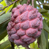 Red Custard Apple Tree Seeds for Planting  Grow Your Own Delicious Fruit