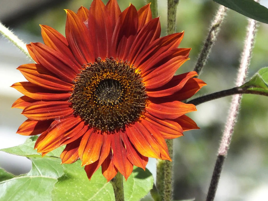 Orange Red SunFlower seeds for Planting - Fragrant Blossoms, Heirloom & GMO Free Seeds for Home Garden