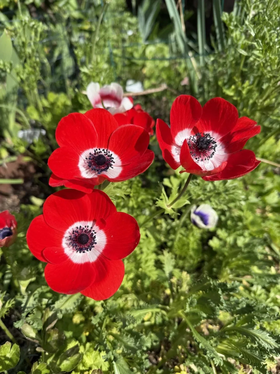 Anemone Flower seeds for Planting - Easy to Grow, Heirloom & GMO Free Seeds for Home Garden