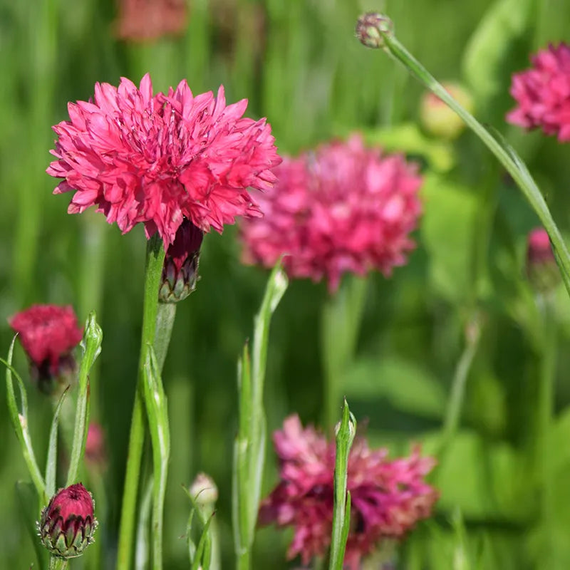 Centaurea Cyanus Romantic Seeds for Planting flower bed garden