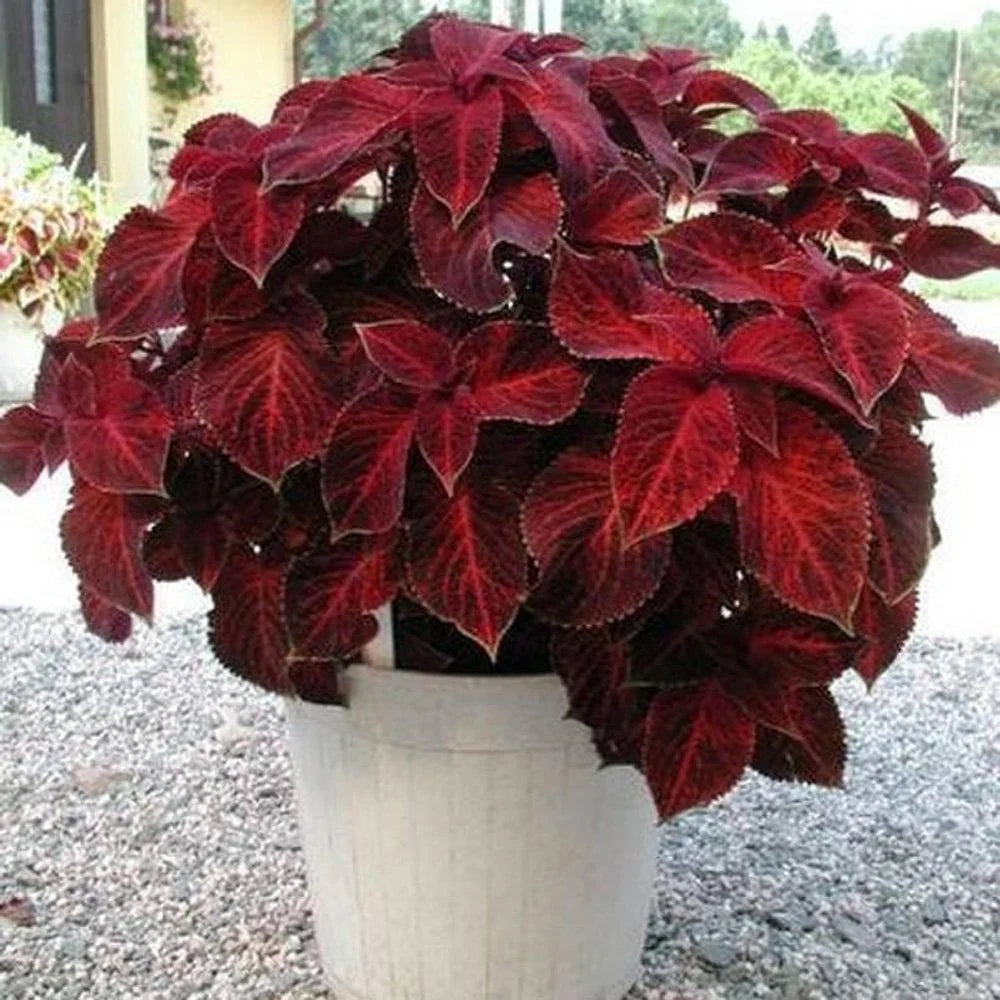 Deep Red Coleus Flower seeds for Planting Bright Blooms Heirloom & GMO Free Seeds for Home Garden
 
 Sale