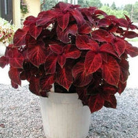 Deep Red Coleus Flower seeds for Planting Bright Blooms Heirloom & GMO Free Seeds for Home Garden
 
 Sale