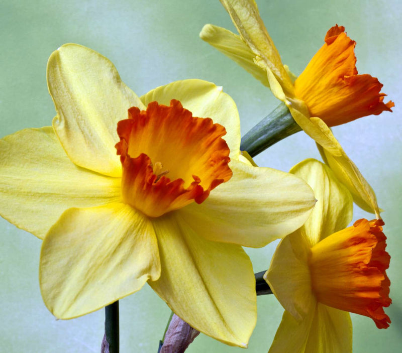 Cream Orange Daffodil Flower seeds for Planting - Shade Tolerant, Heirloom & GMO Free Seeds for Home Garden