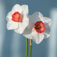 Red Daffodil Flower Seeds for Planting Cut Flower Favorite Heirloom & GMO Free Seeds for Home Garden
 
 Sale