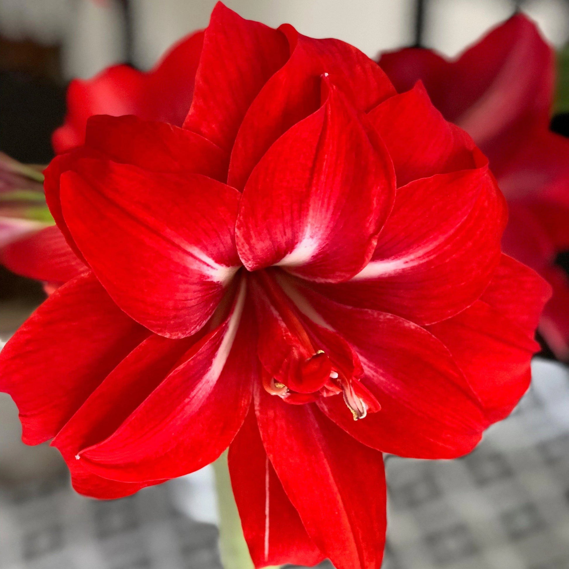 Red Double Narcissus Flower Seeds for Planting Wildflower Mix Heirloom & GMO Free Seeds for Home Garden
 
 Sale