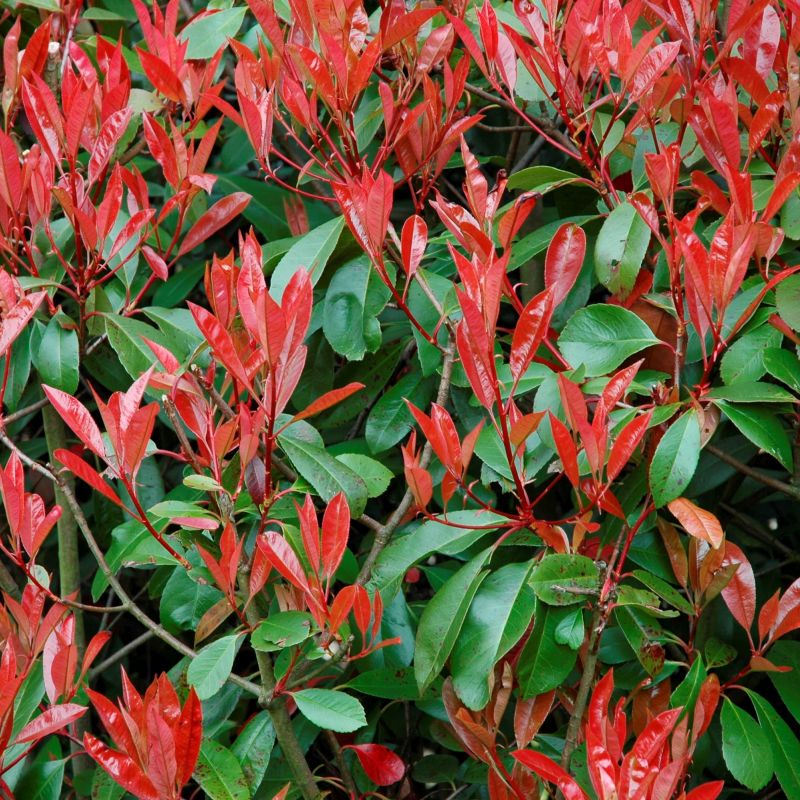 Red Tip Photinia Flower seeds for Planting - Bright Blooms, Heirloom & GMO Free Seeds for Home Garden