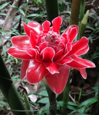 Ginger Etlingera Elatior Flower seeds for Planting Compact Growth Heirloom & GMO Free Seeds for Home Garden