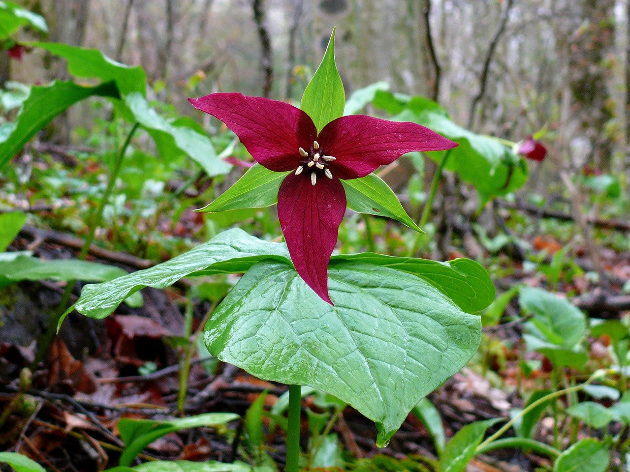 Green Trillium Flower seeds for Planting - Low Maintenance, Heirloom & GMO Free Seeds for Home Garden