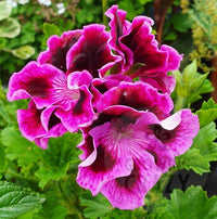 Purple Geranium Flower seeds for Planting - Premium Quality, Heirloom & GMO Free Seeds for Home Garden