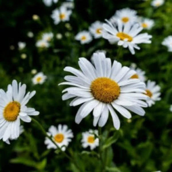 Chamomile Seeds for Planting - Grow Your Own Chamomile Flowers